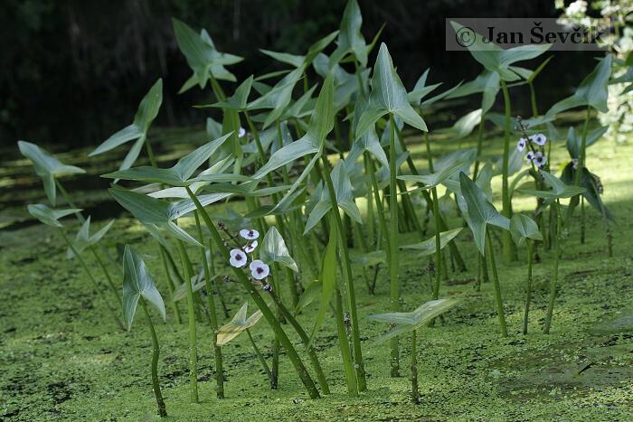 معرفی و راهنمای پرورش سبزی جات برگی - سر نیزه ای